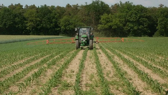 maize-839470_640